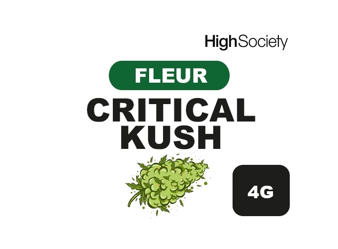 HIGH SOCIETY  CRITICAL KUSH 5G  (10)