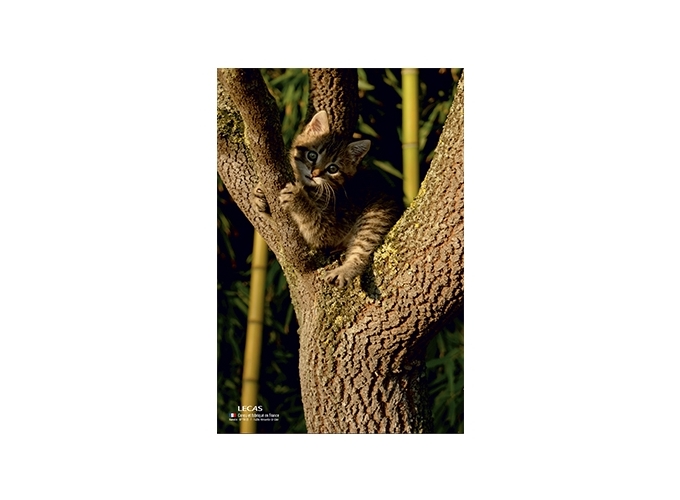 PLAQUE 250 170 ILLUSTREE CLASSIQUE (10)