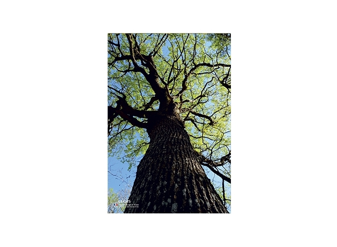 PLAQUE 250 170 ILLUSTREE CLASSIQUE (10)