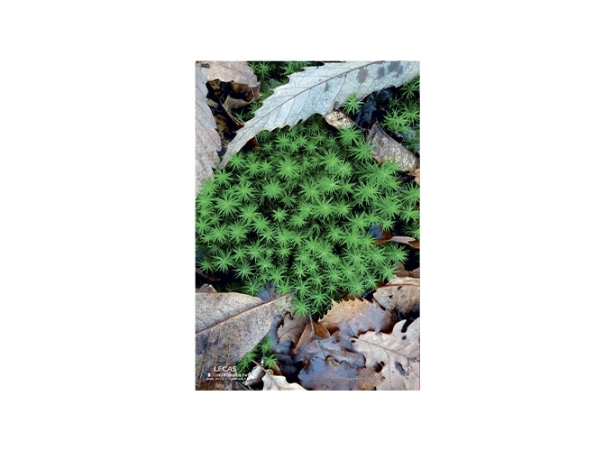 PLAQUE 250 170 ILLUSTREE CLASSIQUE (10)