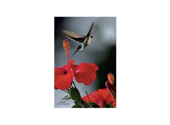 PLAQUE 250 170 ILLUSTREE CLASSIQUE (10)