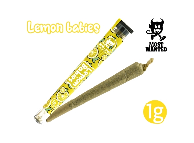PRE-ROULE MOST WANTED LEMON    (30)